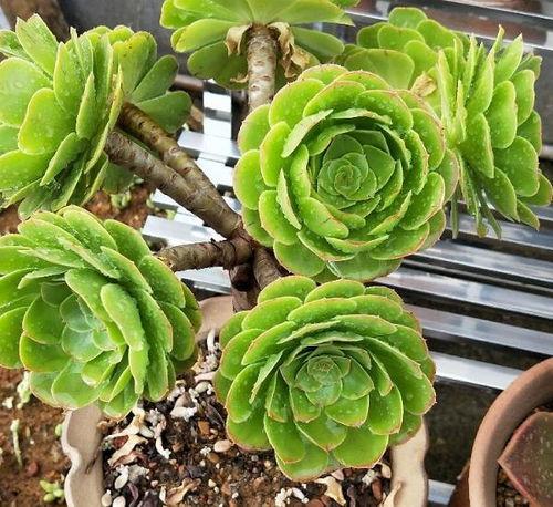 最新国际服植物爆料,国际服新植物爆料，神秘植物阵容即将揭晓！  第2张