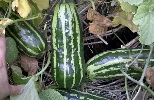 临沂网红吃梢瓜现场,临沂网红现场挑战梢瓜大胃王  第1张